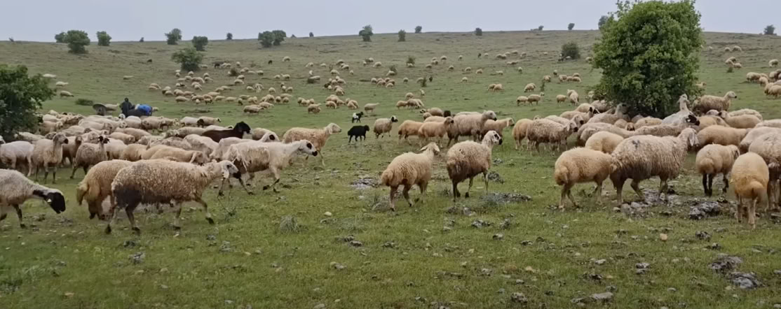 الذئاب وحياة الجبال